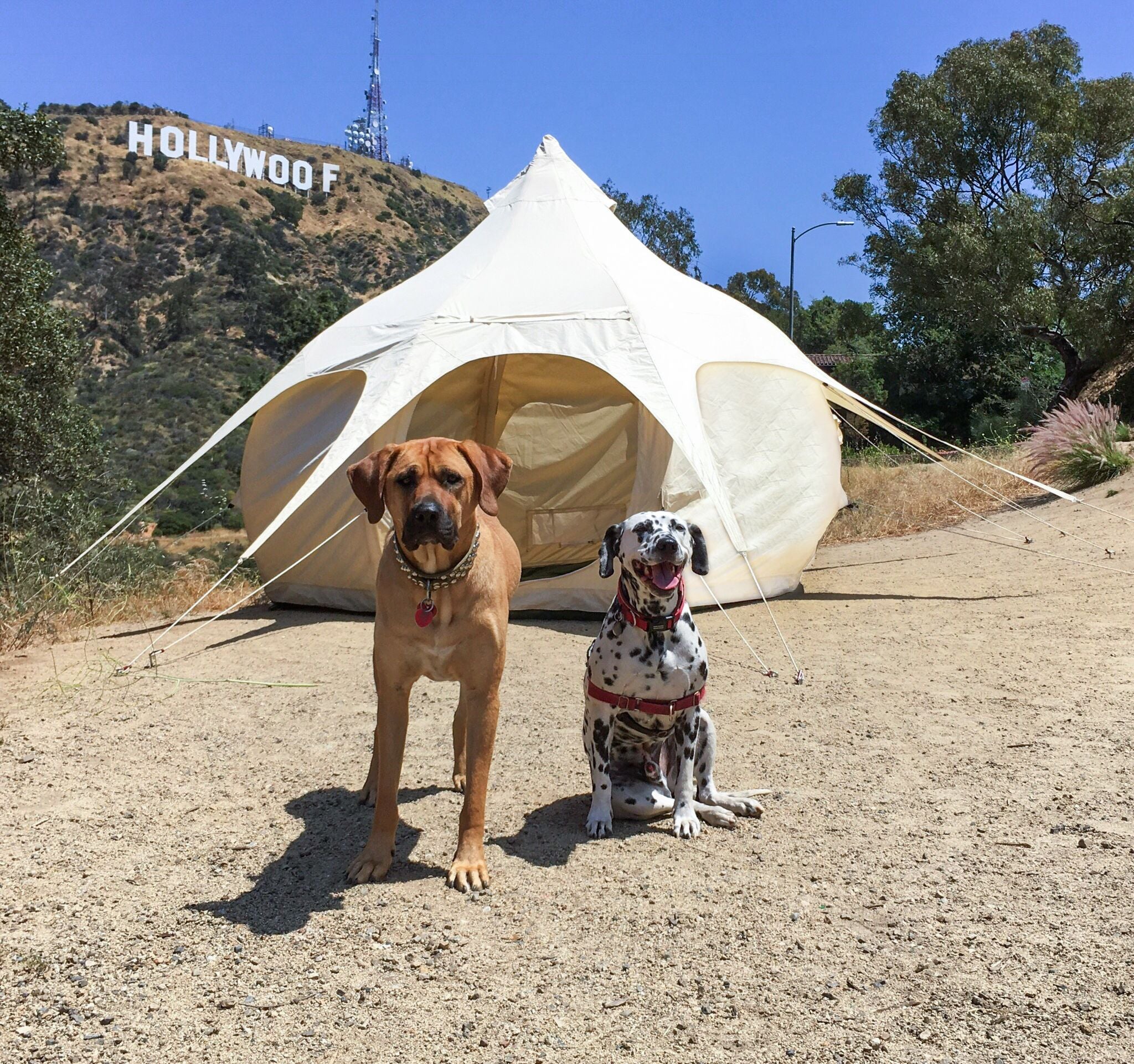 3m Air Bud Tent